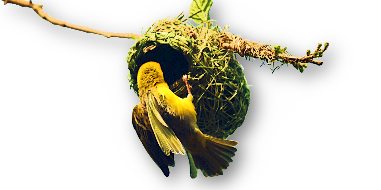 Ein gelber Maskenweber Vogel (Ploceus velatus) baut ein korbartiges Nest, das an einem einzelnem Zweig hängt
@Lynn Greyling, "Male Southern Masked Weaver On Nest", via www.publicdomainpictures.net